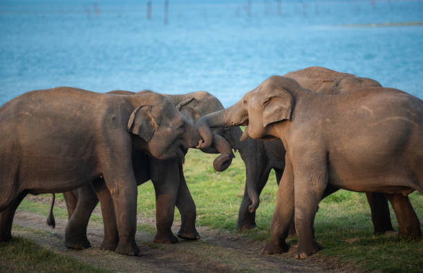 Wild elephants in a beautiful landscape in Sri Lanka