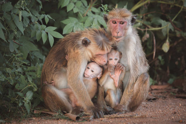 A family of toque macaques (Macaca sinica), old world monkeys