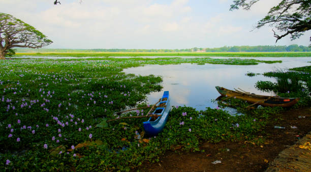 Landscape view to Tissa lake with the trees and lotus flowers at 