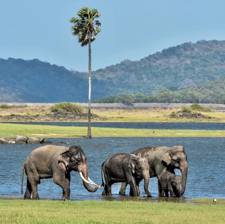 Kaudulla National Park in Habarana, Sri Lanka
