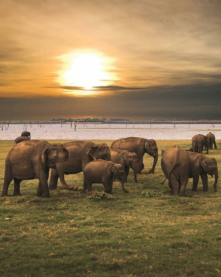 Kaudulla National Park is a prime habitat location…