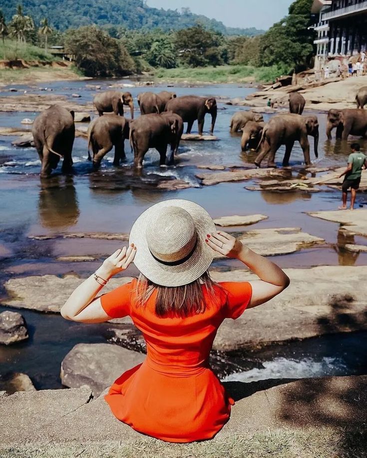 Pinnawala Elephant Orphanage - Elephant Orphanage Sri Lanka